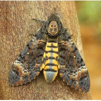 Asian Deathshead Hawkmoth Acherontia styx Pupae Asian Deathshead Hawkmoth Acherontia styx Pupae